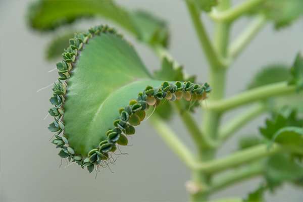 今井先生の専門は生物学ですが、研究のため取得した膨大なデータを自動処理させるためのプログラムを自作するほど情報分野にも精通しています。