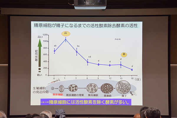 精原細胞から精子に向かって、発達していくほどSODが低くなっていることをグラフでわかりやすく示しました。