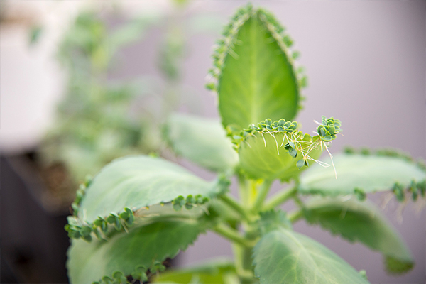 コダカラソウの葉っぱには細かく凹凸があります。芽が出るのは、その凹んだ部分だけ。でっぱった部分からは芽が伸びません。芽が出るのは上の方の葉だけで、下の葉からは出ません。実に不思議なメカニズムです。